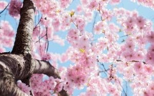 7 Steps to Easily Organize Your Community with our HOA Spring Checklist