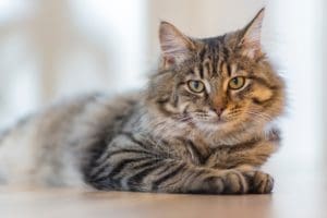 Common Rules and Key Information About Cats in HOAs