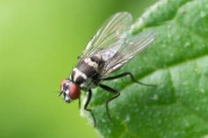 How can HOAs Deal with Pest Infestations? 3 Top Tips