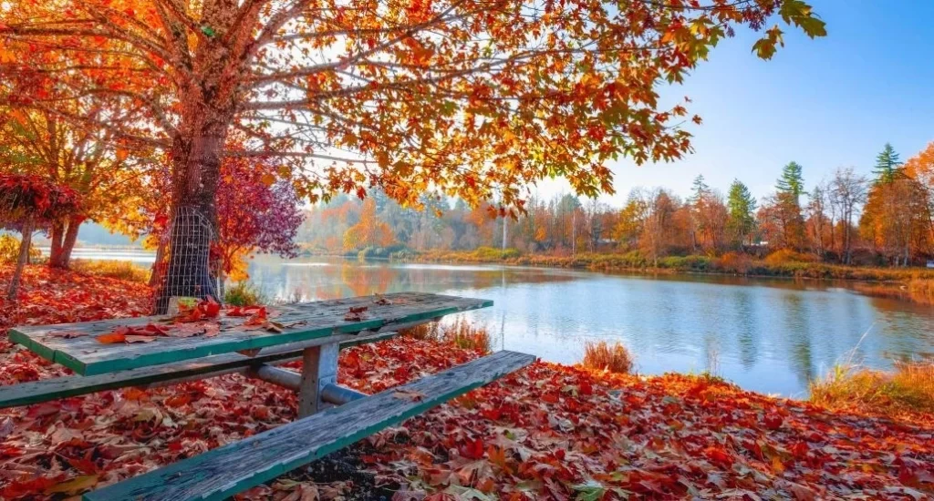 fall landscape: orange, red leaves on the ground and on a tree that hangs over a bench looking out over a lake