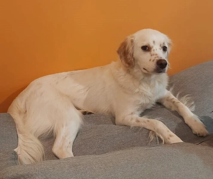 Pets - Do you Love or Hate Them? 5 Basic HOA Pet Rules 2 White dog with brown spots lying on a grey cushion against an orange background, representing pets in condos.