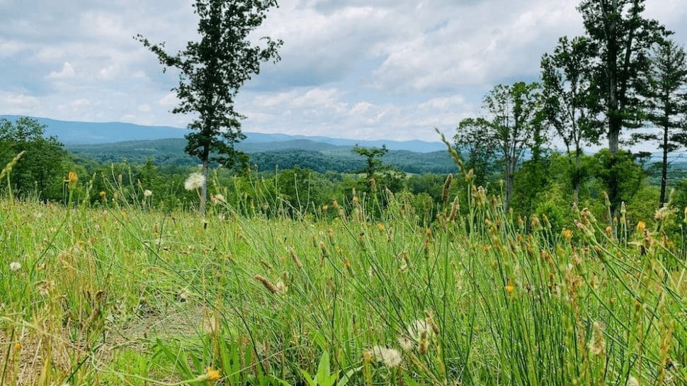 Customer Success Stories: Riverstead and Neigbrs by Vinteum 1 image of meadow with grass, two trees and a cloudy sky in Riverstead HOA, SC