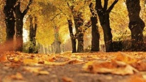 Essential Fall Landscaping Tips for HOAs and Homeowners: How to Prepare for the Cooler Months