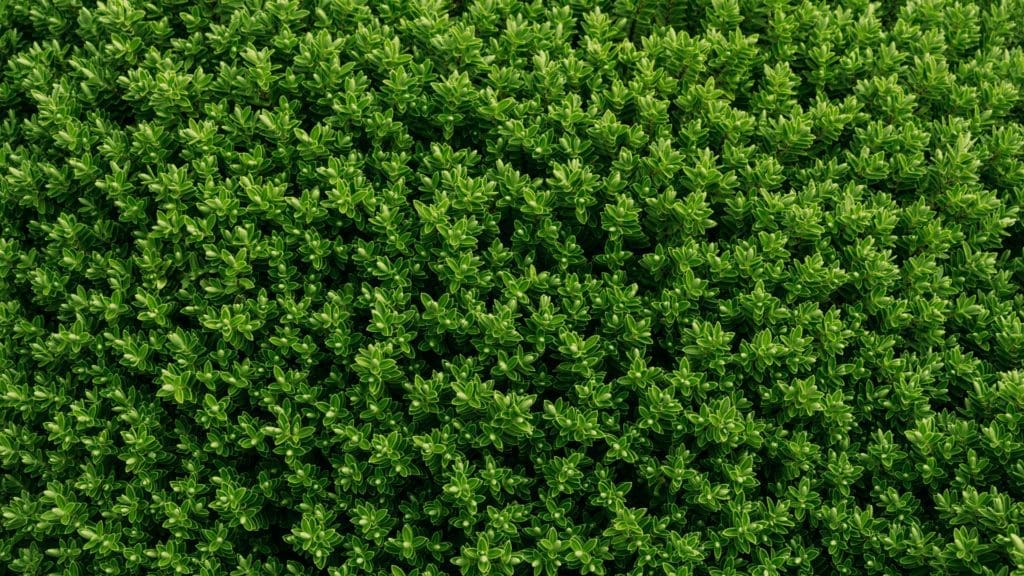 Essential Fall Landscaping Tips for HOAs and Homeowners: How to Prepare for the Cooler Months 4 Modelo Banner para Forms 2