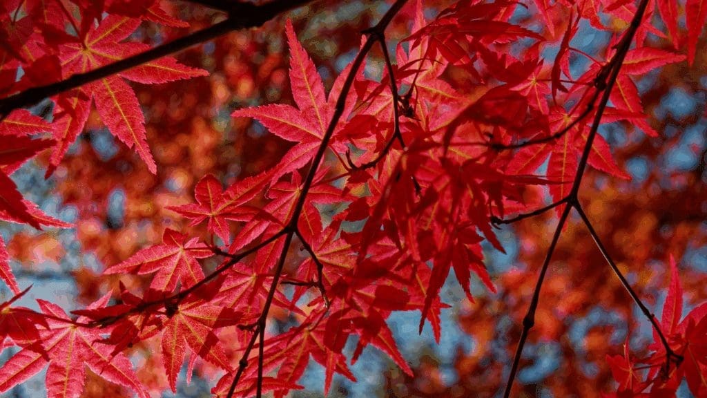 Essential Fall Landscaping Tips for HOAs and Homeowners: How to Prepare for the Cooler Months 5 Modelo Banner para Forms 3