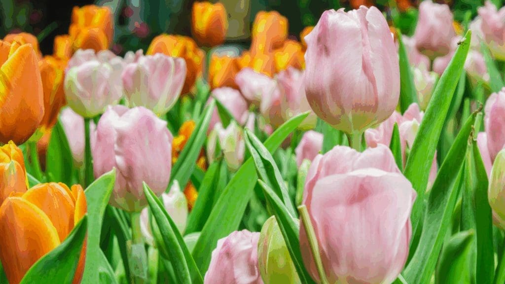 Essential Fall Landscaping Tips for HOAs and Homeowners: How to Prepare for the Cooler Months 7 Modelo Banner para Forms 5