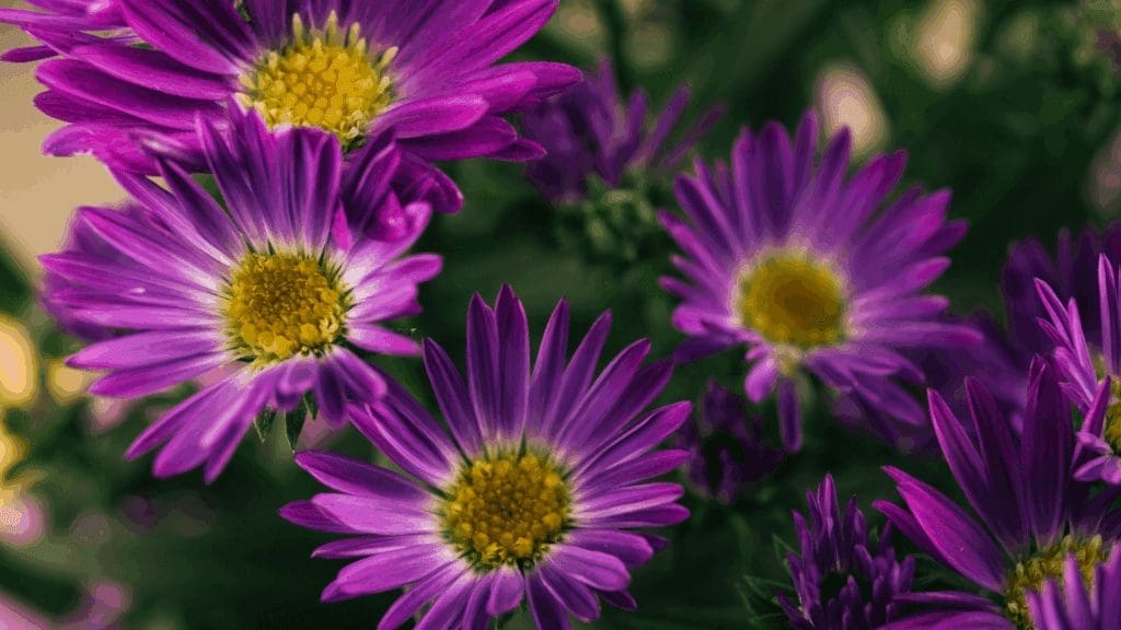 Essential Fall Landscaping Tips for HOAs and Homeowners: How to Prepare for the Cooler Months 8 Modelo Banner para Forms 6