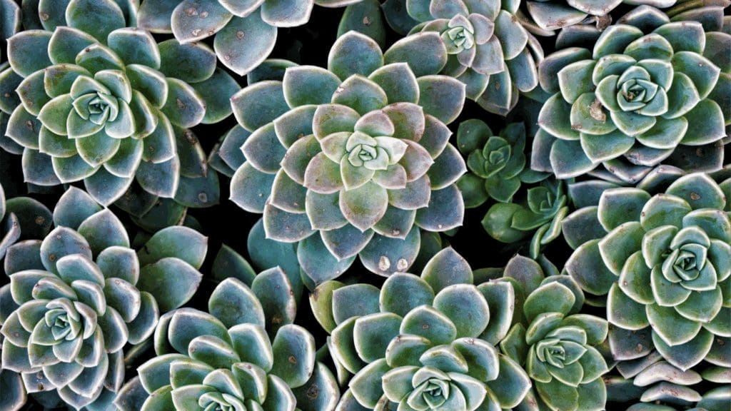 Essential Fall Landscaping Tips for HOAs and Homeowners: How to Prepare for the Cooler Months 9 Modelo Banner para Forms 7