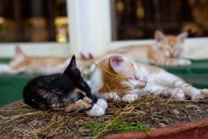 Community Cats
